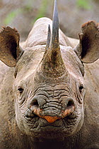 Black rhinoceros (Diceros bicornis) head portrait, Swaziland, critically endangered species
