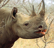 Black rhinoceros (Diceros bicornis) browsing on vegetation, Swaziland, critically endangered species