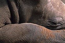 Close-up of White rhinoceros (Ceratotherium simium) sleeping, Swaziland