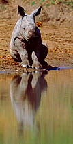 White rhinoceros (Ceratotherium simum) calf sitting by waterhole, Mkhaya, Swaziland