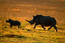 RF- White rhinocerous (Ceratotherium simum) with calf silhouetted at sunset, Waterberg, South Africa. (This image may be licensed either as rights managed or royalty free.)