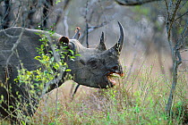 Black rhinoceros (Diceros bicornis) browsing on vegetation showing how lips are used to feed, Swaziland, critically endangered species
