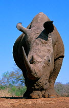 White rhinoceros (Ceratotherium simum) Swaziland