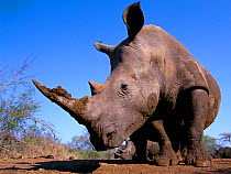 White rhinoceros (Ceratotherium simum) with mud on horn, Swaziland