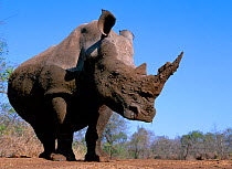 White rhinoceros (Ceratotherium simum) wet from bathing, Swaziland
