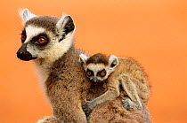 Ring-tailed lemur (Lemur catta) mother carrying young on back, Madagascar
