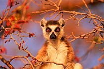 Ring-tailed lemur (Lemur catta) siting in tree, Madagascar