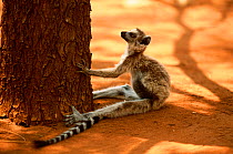 Ring-tailed lemur (Lemur catta) resting in shade of a tree trunk, Madagascar