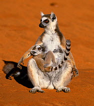 Ring-tailed lemur (Lemur catta) mother with young suckling, Madagascar