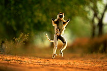 Verreaux's sifaka (Propithecus verreauxi) running carrying baby, Berenty Private Reserve, Madagascar