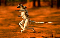 Verreaux's sifaka (Propithecus verreauxi) running carrying baby, Berenty Private Reserve, Madagascar