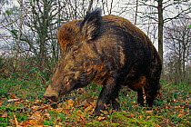 Wild boar (Sus scrofa) in woodland, Kent, UK