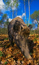 Wild boar (Sus scrofa) feeding in woodland, UK