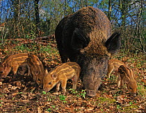 Wild boar (Sus scrofa) sow with five piglets, Kent, UK