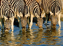 RF- Four Burchell's zebras (Equus quagga) drinking, Etosha National Park, Namibia. (This image may be licensed either as rights managed or royalty free.)