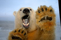 Polar bear (Ursus maritimus) looking through window of a tundra buggy, with paws against the glass, 1002 coastal plain of the Arctic National Wildlife Refuge, Alaska, October 2005