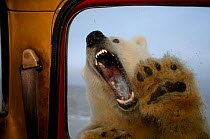 Polar bear (Ursus maritimus) trying to bite window of a tundra buggy, with paws against the glass, 1002 coastal plain of the Arctic National Wildlife Refuge, Alaska, October 2005