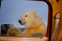 Polar bear (Ursus maritimus) looking through window of a tundra buggy, with paws against the glass, 1002 coastal plain of the Arctic National Wildlife Refuge, Alaska, October 2005
