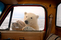 Polar bear (Ursus maritimus) playing with wing mirror and looking through window of a tundra buggy, 1002 coastal plain of the Arctic National Wildlife Refuge, Alaska, October 2005