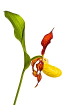 Yellow lady's slipper orchid (Cypripedium calceolus) in flower, France, May 2009