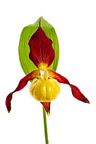 Yellow ladys slipper orchid (Cypripedium calceolus) flower close-uo, France, May 2009 (This image may be licensed either as rights managed or royalty free.)