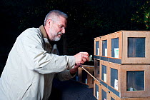 Man preparing boxes with female Spanish moon moths (Graellsia isabellae) to lure males, Queyras Natural Park, France, May 2009