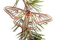 Male Spanish luna / Isabelline moth (Graellsia isabellina) on twig, Queyras Natural Park, France, May 2009