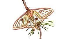 Female Spanish luna / Isabelline moth (Graellsia isabellina) on twig, Queyras Natural Park, France, May 2009