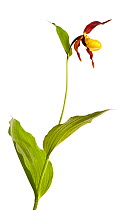 Yellow lady's slipper orchid (Cypripedium calceolus) in flower, Queyras Natural Park, France, May 2009