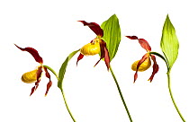 Three Yellow ladys slipper orchids (Cypripedium calceolus) in flower, Queyras Natural Park, France, May 2009, digital composite (This image may be licensed either as rights managed or royalty free.)