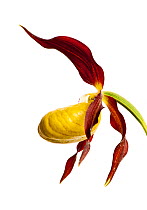 Yellow lady's slipper orchid (Cypripedium calceolus) flower, Queyras Natural Park, France, May 2009