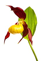 Yellow lady's slipper orchid (Cypripedium calceolus) flower, Queyras Natural Park, France, May 2009