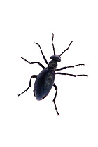 Male Oil beetle (Meloe proscarabaeus) Queyras Natural Park, France, May 2009