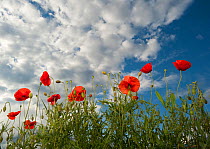 Common poppy (Papaver rhoeas) flowers, France, May 2009