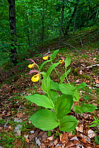 Yellow ladys slipper orchids (Cypripedium calceolus) in flower, Queyras Natural Park, France, May 2009