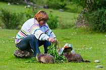Alpine marmots (Marmota marmota) being fed Dandelions (Taraxacum vulgaria) by a local, Guillestre, Queyras, France, June 2009