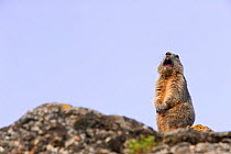 Alpine marmot (Marmota marmota) giving an alarm call, Guillestre, Queyras, France, June 2009
