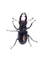 Male Stag beetle (Lucanus cervus) Suffolk, England, June 2009
