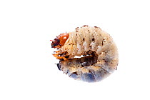 Stag beetle (Lucanus cervus) instar, Suffolk, England, June 2009