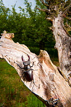 Male Stag beetle (Lucanus cervus) on a tree stump in old orchard, Suffolk, England, June 2009
