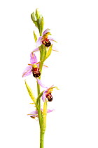 Bee orchid (Ophyris apifera) in flower, Essex, England, June 2009
