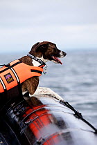 Millie the dog wearing lifejacket in inflatable boat, watching the finish of the 2009 OSTAR.