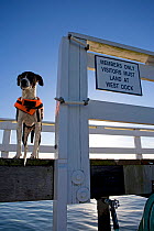 Millie the dog wearing lifejacket on pontoon, next to a sign that reads "Members only Visitors must land at West Dock".