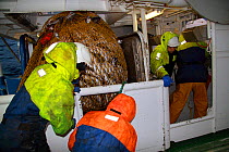 Net full of fish hoisted on deck aboard a North Sea trawler, November 2009. Model released.