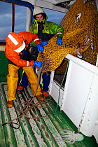 Fisherman tying the codend before shooting the net. North Sea, November 2009. Model released.