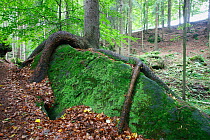 Tree with roots growing over large moss covered rock, Ceske Svycarsko / Bohemian Switzerland National Park, Czech Republic, September 2008