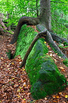 Tree with roots growing over large moss covered rock, Ceske Svycarsko / Bohemian Switzerland National Park, Czech Republic, September 2008