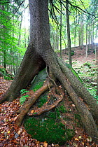 Tree growing over large moss covered rock, Ceske Svycarsko / Bohemian Switzerland National Park, Czech Republic, September 2008
