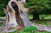 Ancient European beech tree (Fagus sylvatica) stump with a Fallow deer (Dama dama) under tree, Klampenborg Dyrehaven, Denmark, September 2008