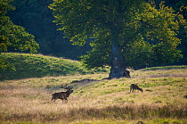 Red deer (Cervus elaphus) stag calling with hind grazing during rut, Klampenborg Dyrehaven, Denmark, September 2008